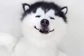 萌翻你的哈士奇表情包 看了让人忍俊不禁！图片