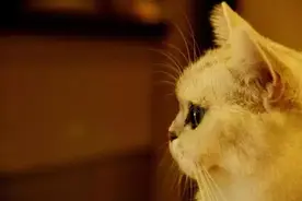 店铺专访|甜心猫吧，我和喵星人有个约会图片