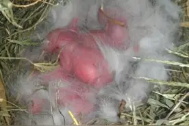 亲手拍摄，你意想不到的兔子从出生到成长全过程，这速度也太快了图片