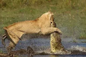 凶猛母狮大发母威：为保护幼狮，河中大战鳄鱼！图片