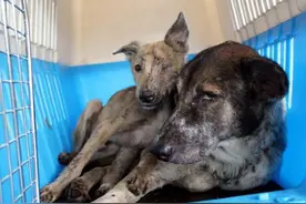 流浪狗临死前把宝宝托付给了好心人，狗爸爸的举动让人忍不住流泪图片