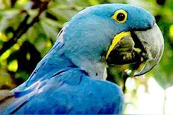 是鹦鹉就能说话？很多人其实不是真的了解鹦鹉图片