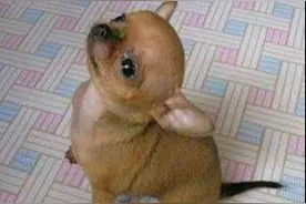 爱犬及时感知主人心脏病发，挽救主人生命！图片