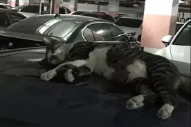 车库偶遇睡懒觉的可爱小猫咪，萌坏车主，不忍叫醒图片