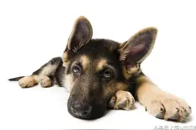 牧羊犬类 德国牧羊犬详细介绍及图片欣赏图片