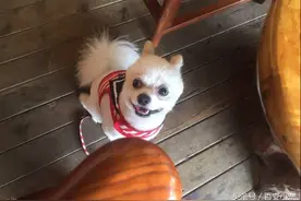 准备养狗狗的爱狗人士，不得不看这些图片