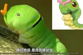 这些精灵看起来很好吃！图片