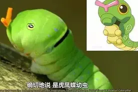 这些精灵看起来很好吃！图片