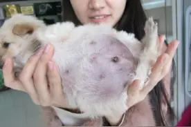 兽医告诉您，狗狗肚子鼓鼓到底是什么原因？图片