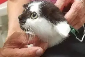 后肢瘫痪的小猫给了救援者一个惊喜，几周治疗后它可以站起来了图片