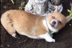 调皮狗狗成天刨坑满身是土，但只要一听见主人说去洗澡就立马认怂图片