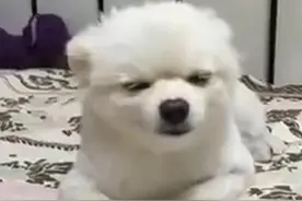 第一次见识真正的困成狗，谁看谁困，但美女主人就是不让狗狗睡觉图片