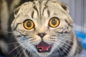 是什么让宠物猫咪出现如此夸张的表情？图片