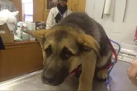 狗狗们打针时的反应，原谅我忍不住的笑了，真是太惨了图片