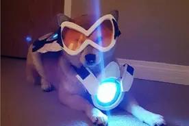 《守望先锋》柴犬化身天使、D.VA,这造型给满分！图片