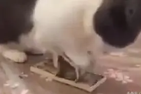 小花猫看到一沓钱，两眼放光一直在数钱，小财迷的模样萌翻众人图片