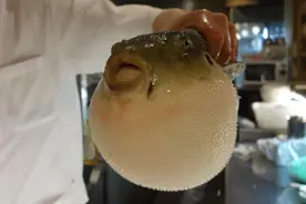 家常清炖河豚 |  河豚有多好吃？ “致命的诱惑”图片