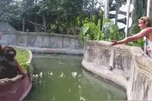 搞笑GIF图：猴哥把手机扔给我，真的求你了图片