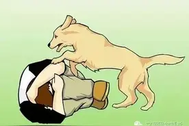 狗追你的时候不要跑？这其中的玄机是...图片