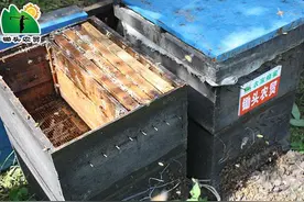 真假蜜如何鉴别？！图片