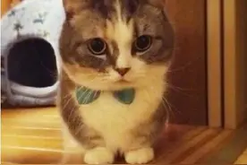 什么猫能卖几万元天价？原来是猫中柯基——矮脚猫图片