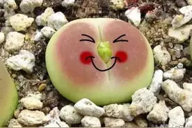 丑萌丑萌的“屁股花”，你是要作甚？图片