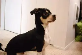 17只混血腊肠狗狗萌上天了图片