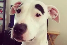 多么痛的领悟——手把手教你怎么选择合格的好狗粮！图片