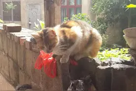 经常放一些食物给流浪猫吃，没想到它居然带了一群小猫来投奔..图片