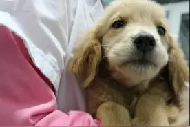 小金毛得肿瘤，主人准备放弃医治时，它却用这样的方式坚强求生！图片