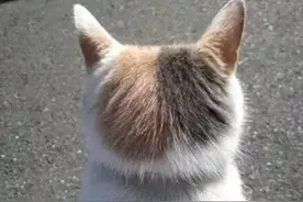 猫咪的后脑勺真的有一种神奇的魔力，一摸就会上瘾！图片