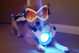 当汪星人遇上守望先锋：柴犬的大天使之梦图片