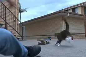 主人为训练猫玩滑板，巧用妙计，果然喵星人苦心不负图片