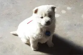 生命不能承受之重，我爱狗却不再养狗！图片