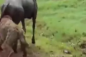 残忍鬣狗撕咬角马拽出肉团，看清真相后让人忍不住心酸图片