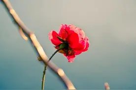 农历几号出生的肖虎，一生平平顺顺，福禄双全图片