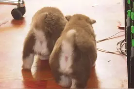 记录八只小狗的出生到成长~图片