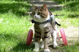 猫咪因遭遇车祸变成残疾，主人的创意让它重获新生！图片