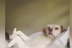 主人问谁是世界上最好的狗，没想到它竟臭美的举起手图片