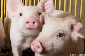 小猪没食欲？这些中草药帮您的猪开开胃！图片