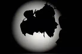 回看2015年“超级月亮” ‖ 花好月圆天涯共此时图片