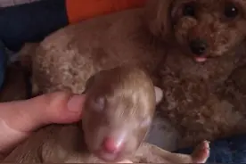 亲自帮泰迪宝贝接生断尾,有点小心疼。图片