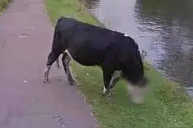 牛也有隐私Google街景自动给牛脸打马赛克图片