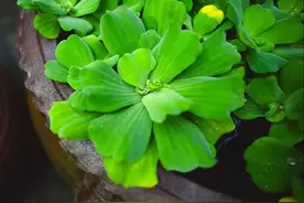 绿色系(green)心理意义以及清色调的色彩搭配方法-上图片