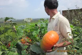 农村人最爱种植的20种“瓜”，你认识几个？|阿兮随笔图片