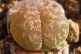 园艺科普51——生石花的故事图片