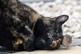 分享一只被老鼠吓到叫爸爸的猫图片