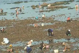 烟台：海水退潮赶海忙 外地游客驱车来赶海图片
