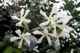 小时候常见的“风车花”，却变成美腻的爬藤植物图片