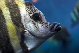 这不是噩梦，梦到这三样东西不可大意，会一夜之间财富丰收图片